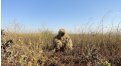 Маскировочный халат Taganrog Друид – купить по цене 3500 руб. в интернет-магазине в городе Новосибирск картинка 17